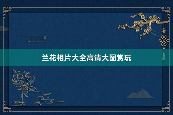 兰花相片大全高清大图赏玩